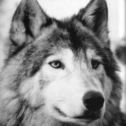 Wolfie