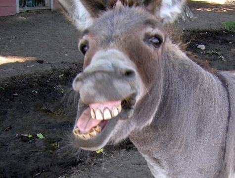 jackassdonkey