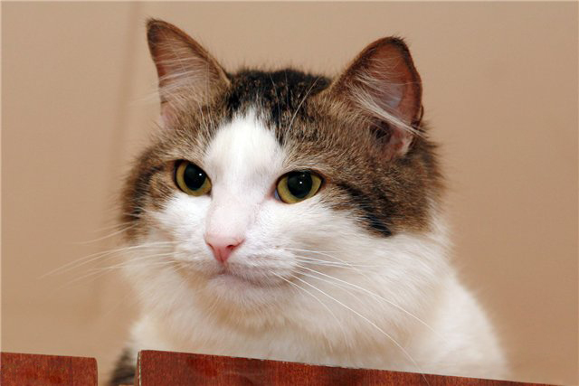 Jabbert
