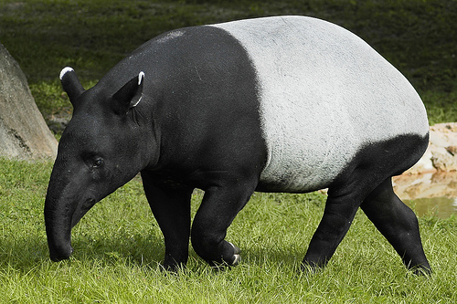 Tapir