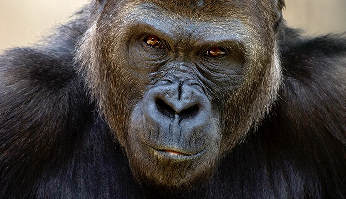 Gorillal