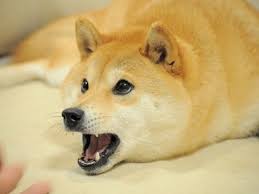 Doge Plays