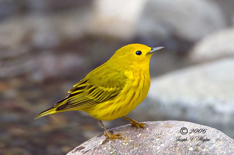 YellowBird