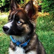 TaZ