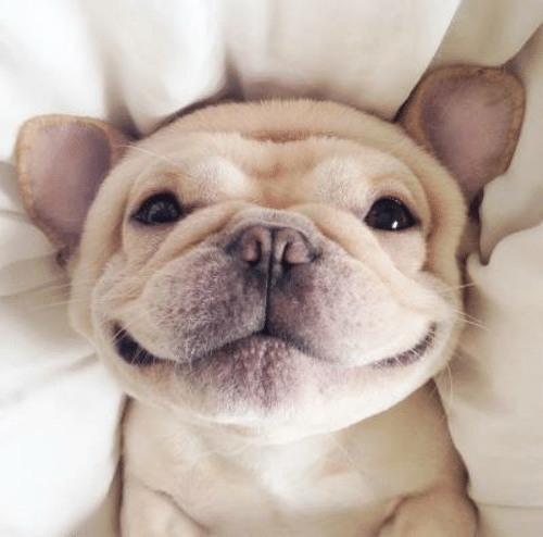 Happy Doggo ^-^
