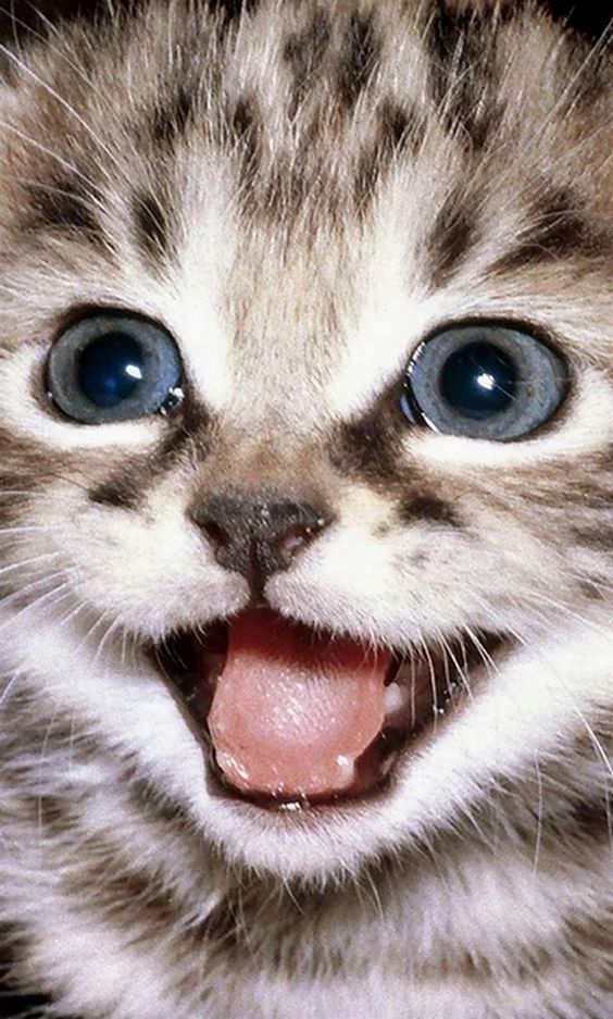 CatFoods