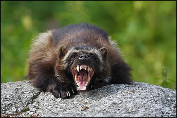 wolverine